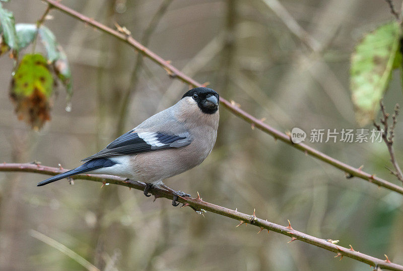 雌性红腹灰雀(Pyrrhula Pyrrhula)